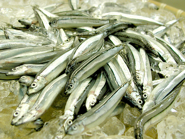 きびなごは、色鮮やかな青色の縞模様がある銀色の美しい魚です。