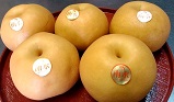 数ある品種の中でも最もおいしい梨『太鼓判　南水梨』です。